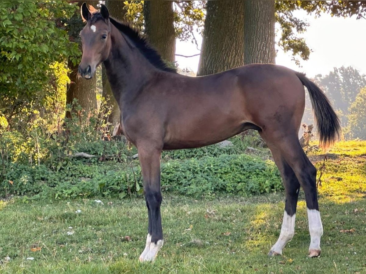 Oldenburger Hengst 1 Jahr Dunkelbrauner in Milín