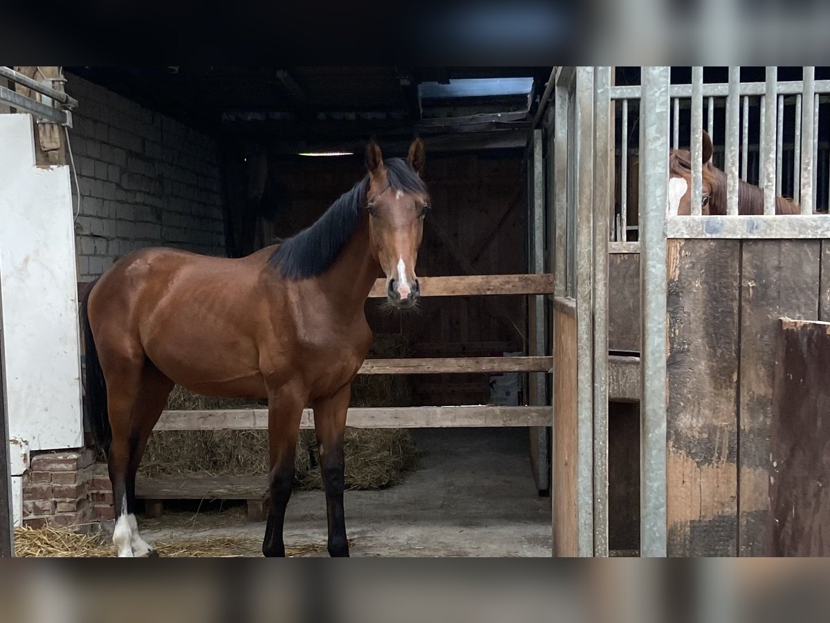 Oldenburger Hengst 1 Jahr in Rotenburg (W&#xFC;mme)
