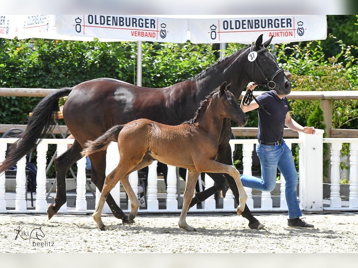 Oldenburger Hengst 1 Jahr Rappe in Großenkneten Oldenburger Hengst 1 Jahr Rappe in Großenkneten