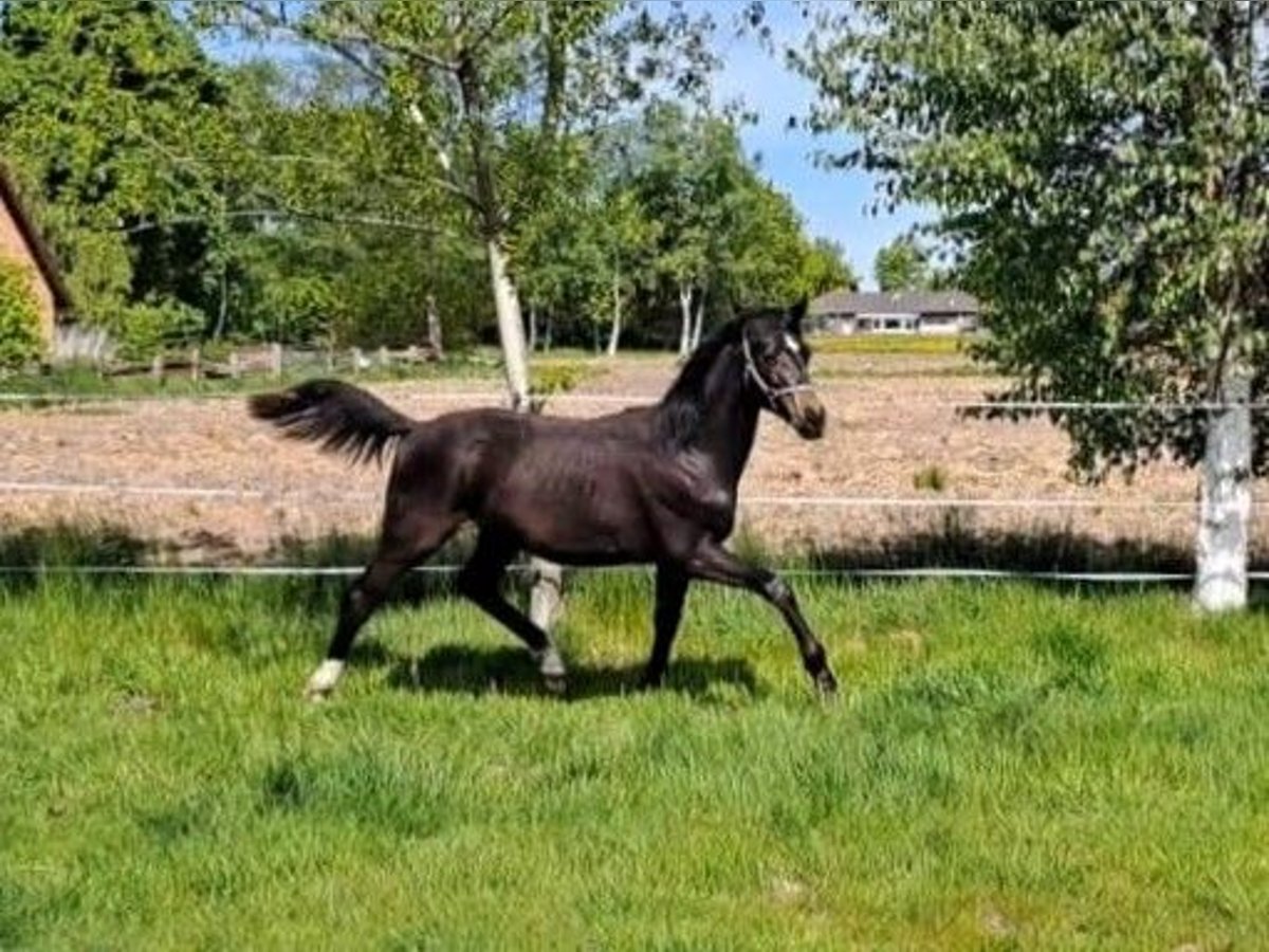 Oldenburger Hengst 1 Jahr Schwarzbrauner in Aurich