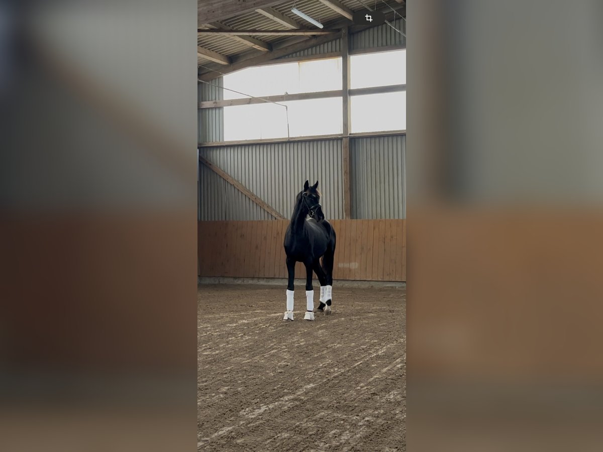 Oldenburger Hengst 2 Jaar 162 cm Zwart in Syke