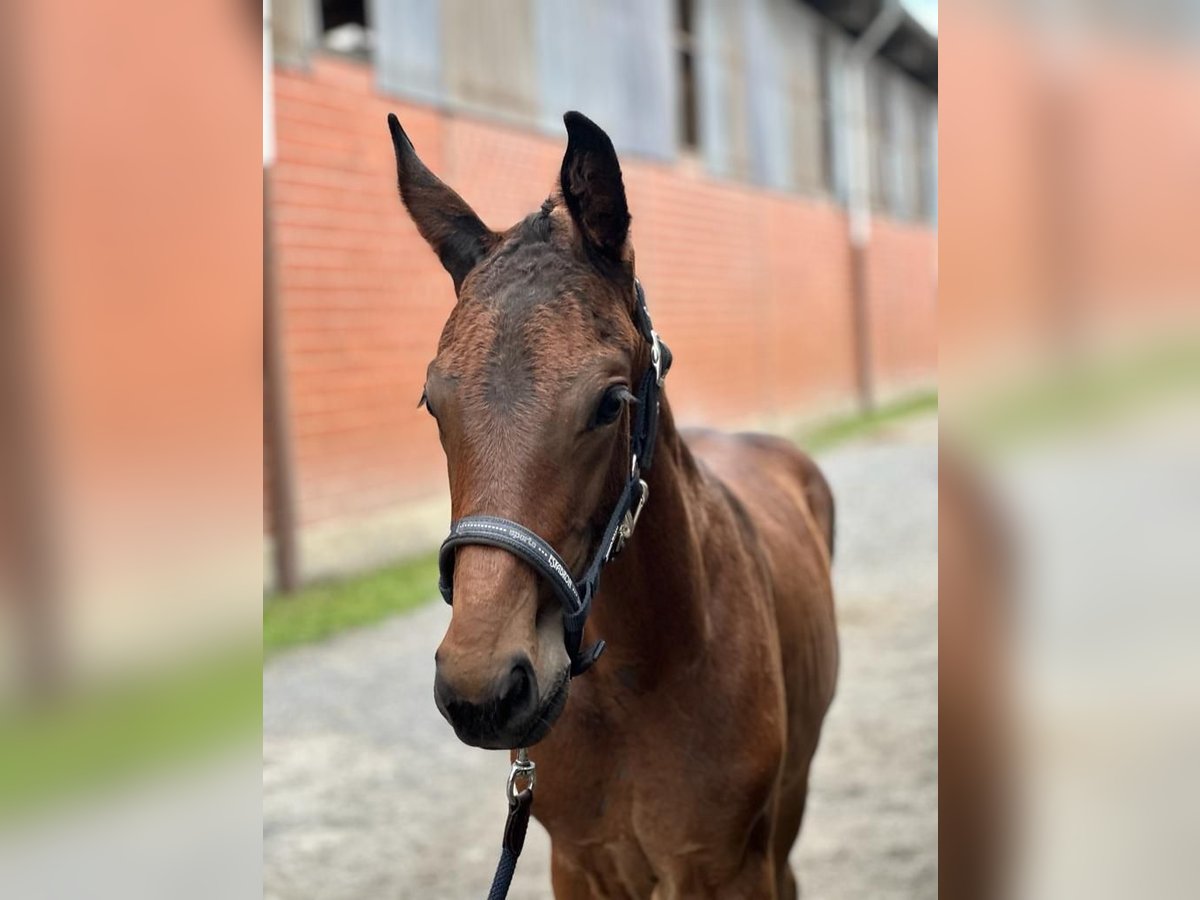 Oldenburger Hengst 2 Jaar 168 cm Bruin in Westerstede