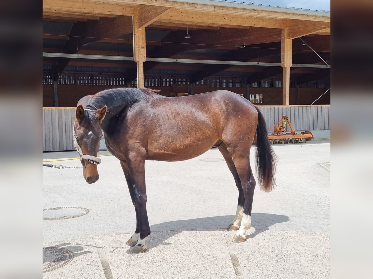 Oldenburger Hengst 2 Jaar 169 cm Donkerbruin in Neupotz