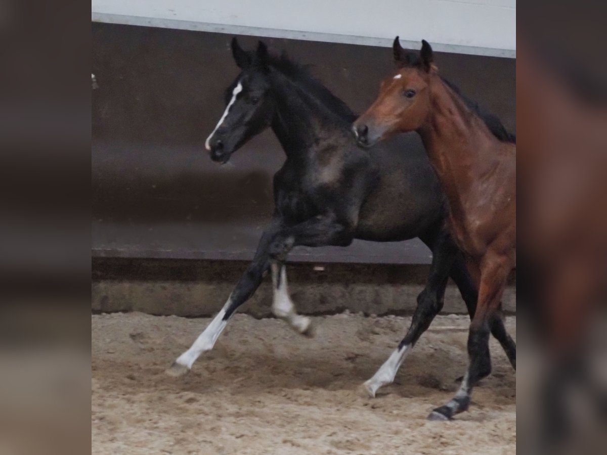 Oldenburger Hengst 2 Jaar 169 cm Zwart in Bramsche