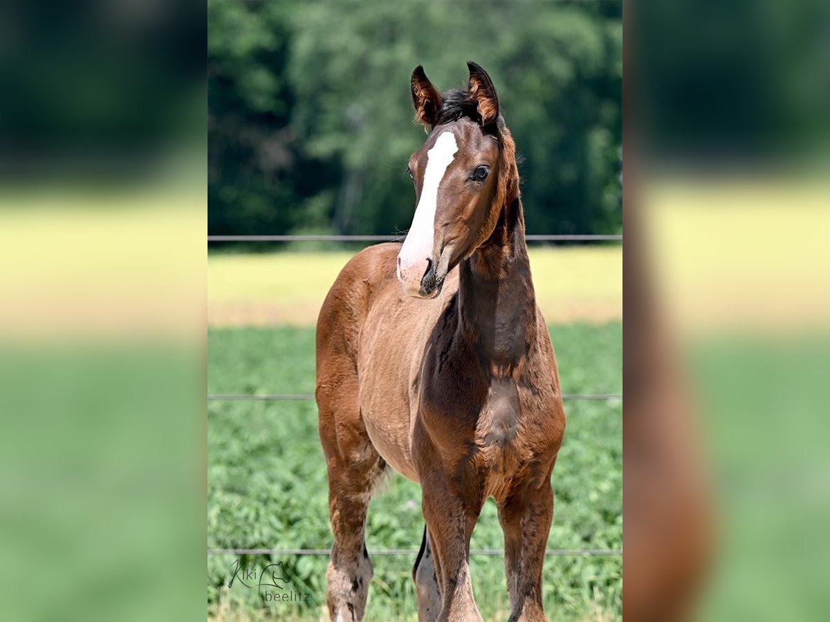 Oldenburger Hengst 2 Jaar 170 cm Donkerbruin in L&#xF6;ningen