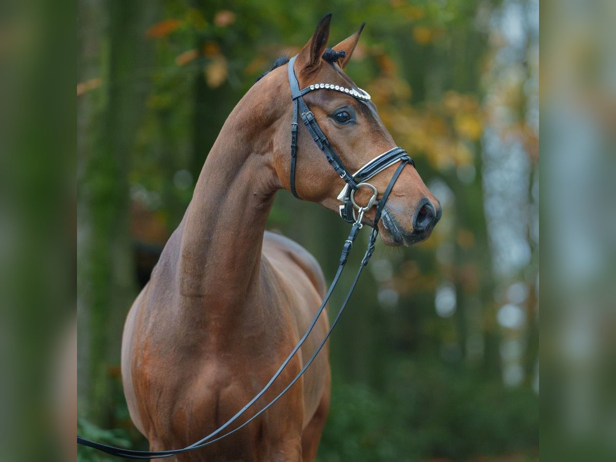 Oldenburger Hengst 2 Jaar Donkerbruin in Pölchow