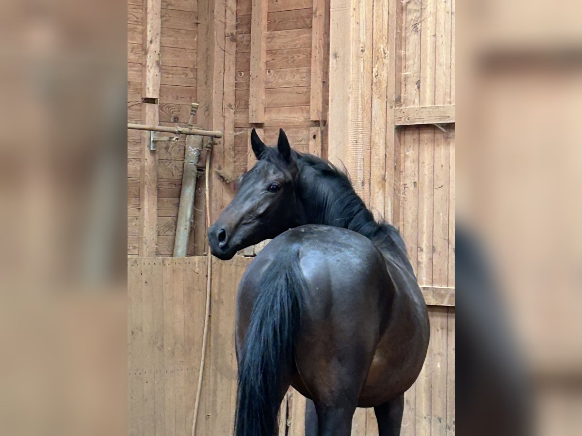 Oldenburger Hengst 2 Jahre 157 cm Schwarzbrauner in Heistenbach