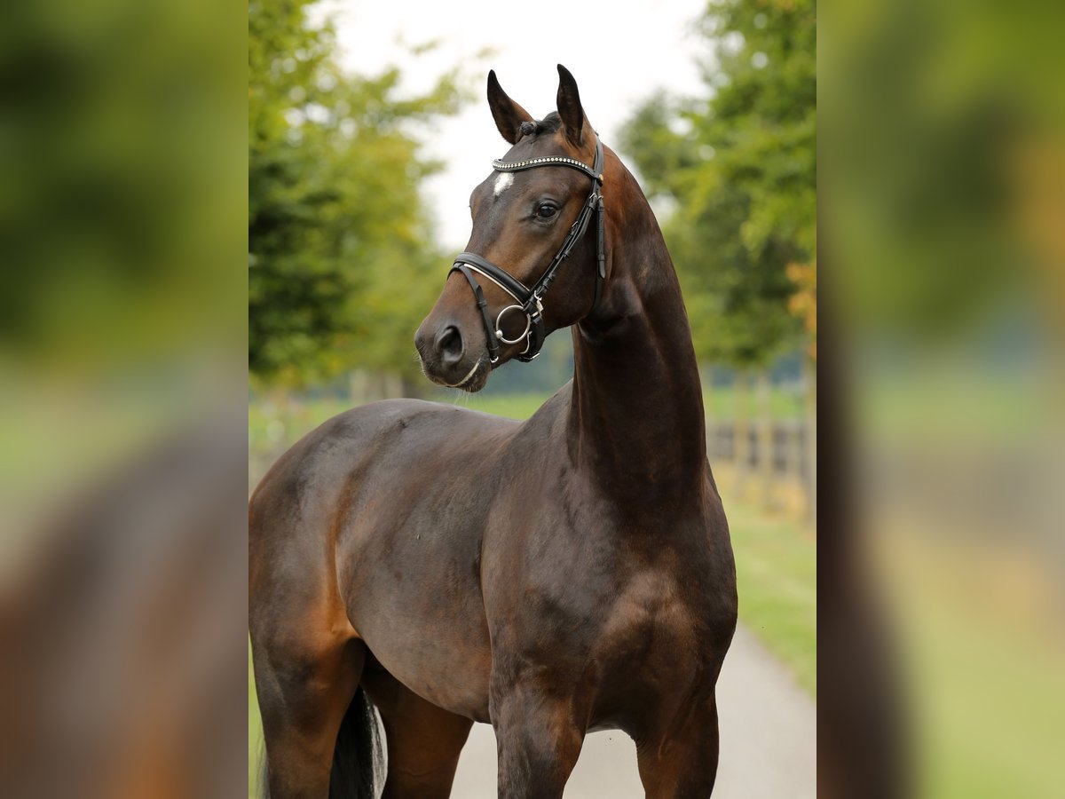 Oldenburger Hengst 2 Jahre 165 cm Dunkelbrauner in Diepholz