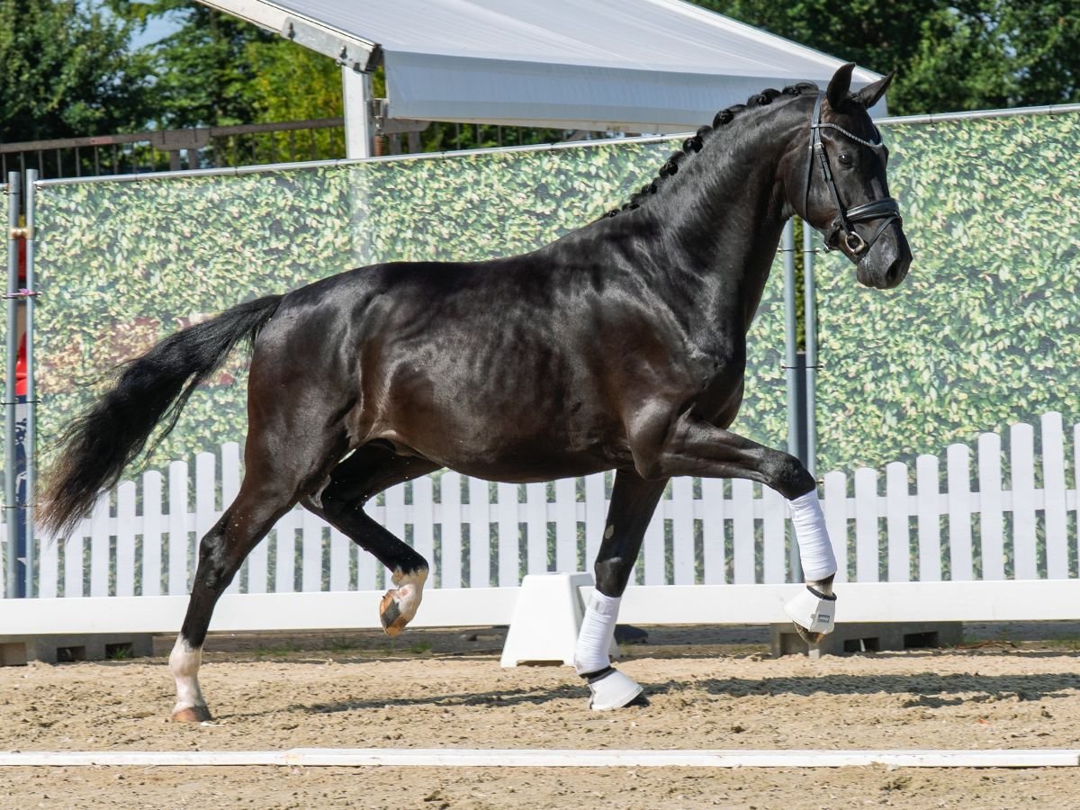 Oldenburger Hengst 2 Jahre 167 cm Rappe in M&#xFC;nster
