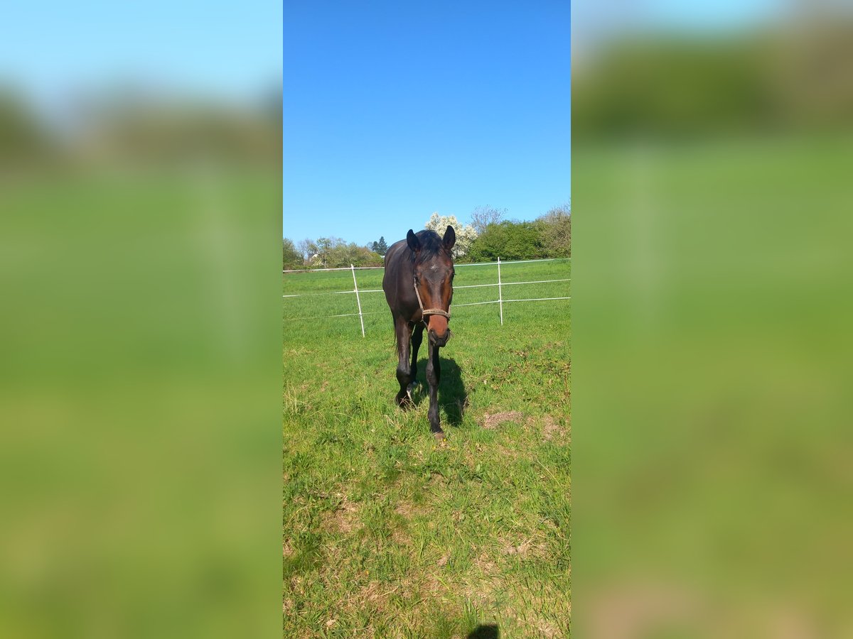 Oldenburger Hengst 2 Jahre 168 cm Brauner in Kronberg im Taunus