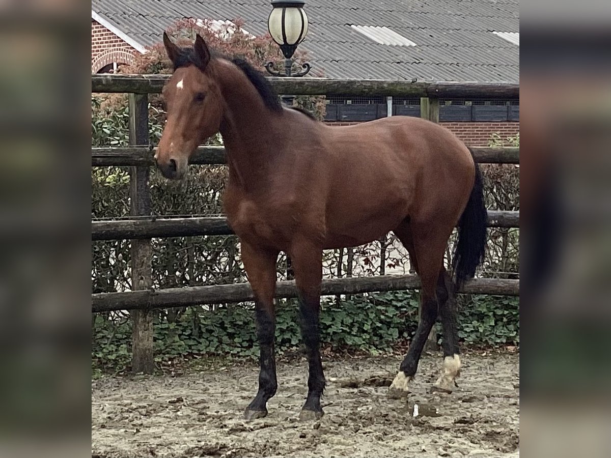 Oldenburger Hengst 2 Jahre 172 cm Brauner in Nordhorn