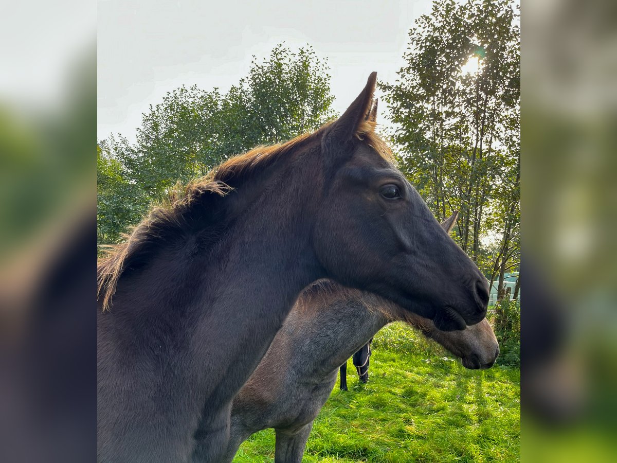 Oldenburger Hengst 2 Jahre Rappe in Stadland