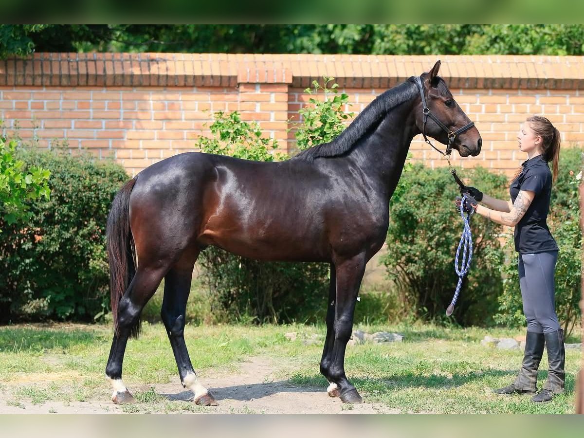 Oldenburger Hengst 2 Jahre in Stud