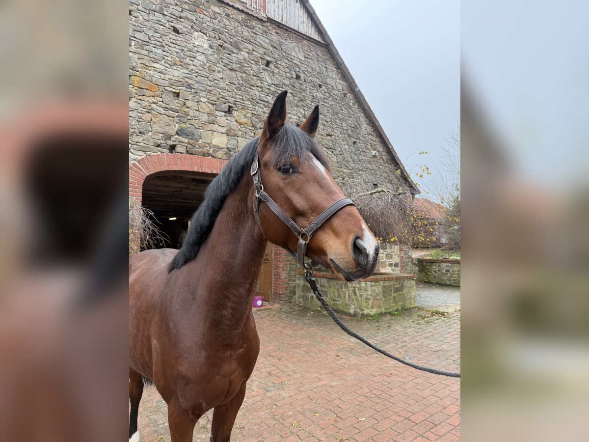 Oldenburger Hengst 3 Jaar 169 cm Bruin in Bramsche