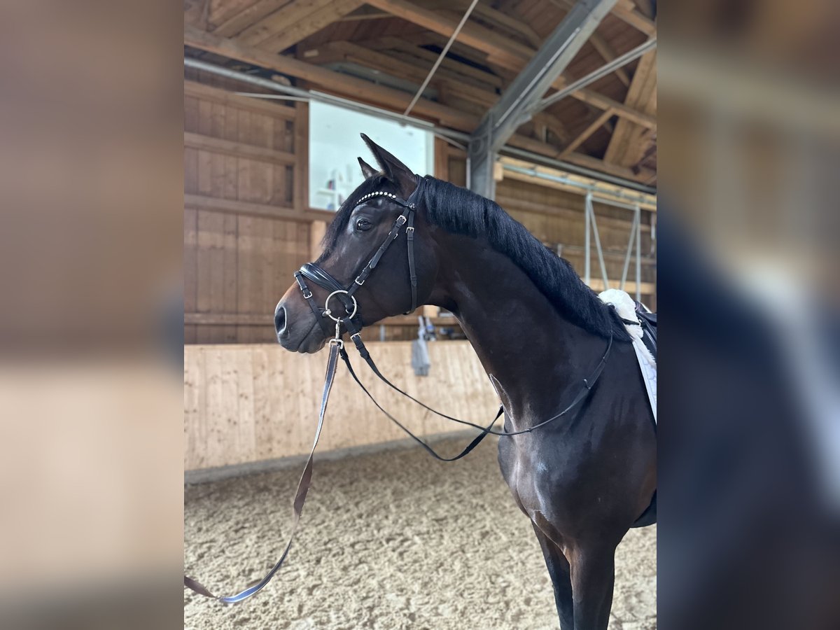 Oldenburger Hengst 3 Jaar 170 cm Donkerbruin in Grafing bei München