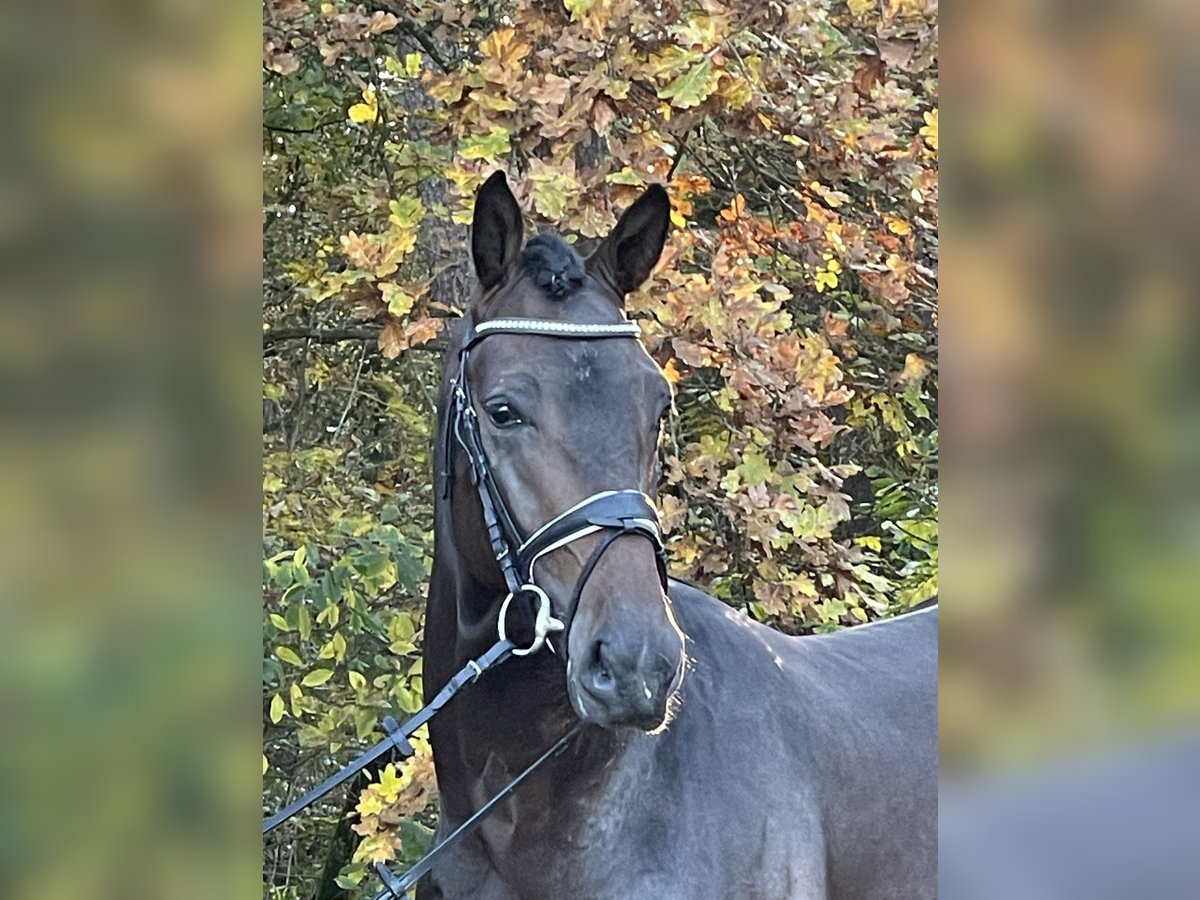 Oldenburger Hengst 3 Jaar 172 cm Donkerbruin in Friesoythe