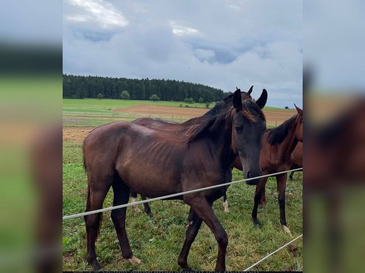 Oldenburger Hengst 3 Jahre 160 cm Schwarzbrauner in Dunningen