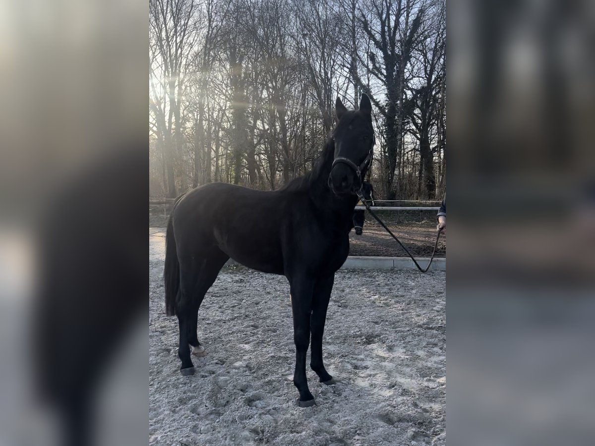 Oldenburger Hengst 3 Jahre 164 cm Rappe in F&#xFC;rstenau