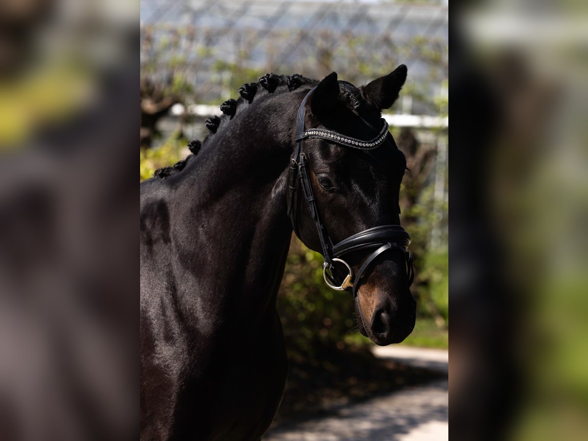Oldenburger Hengst 3 Jahre 169 cm Schwarzbrauner in Woerden