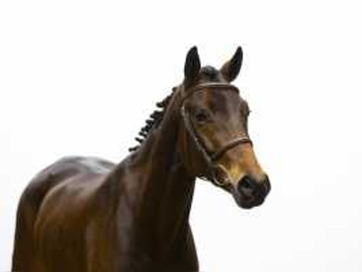 Oldenburger Hengst 4 Jahre 162 cm Brauner in Waddinxveen