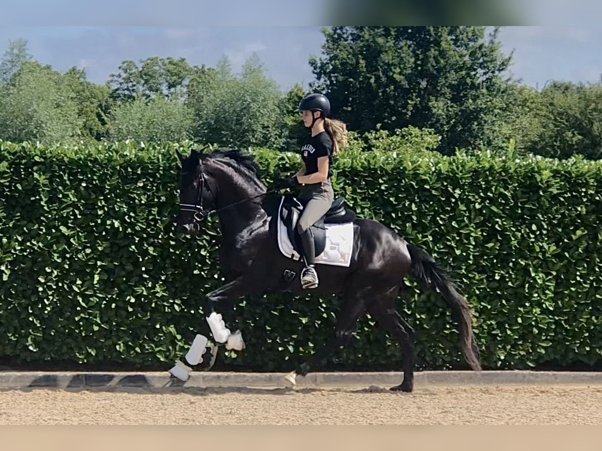 Oldenburger Hengst 4 Jahre 164 cm Rappe in Neeritter