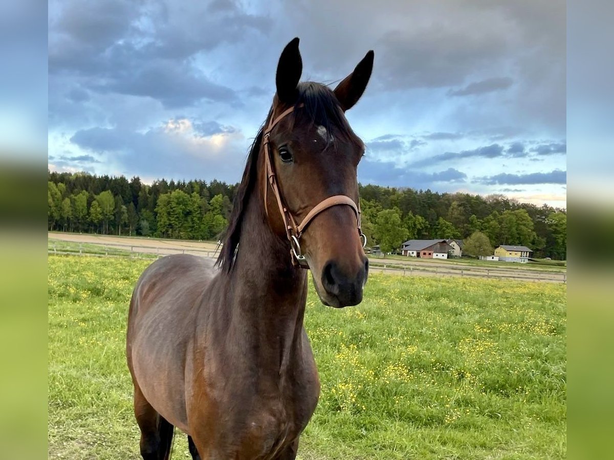 Oldenburger Hengst 4 Jahre 170 cm Brauner in Hitzendorf