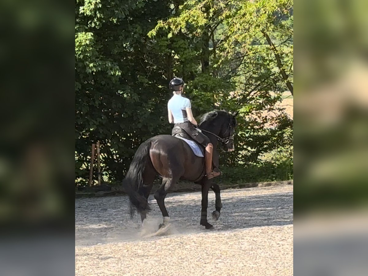 Oldenburger Hengst 5 Jahre 174 cm Rappe in Vechta Oldenburger Hengst 5 Jahre 174 cm Rappe in Vechta