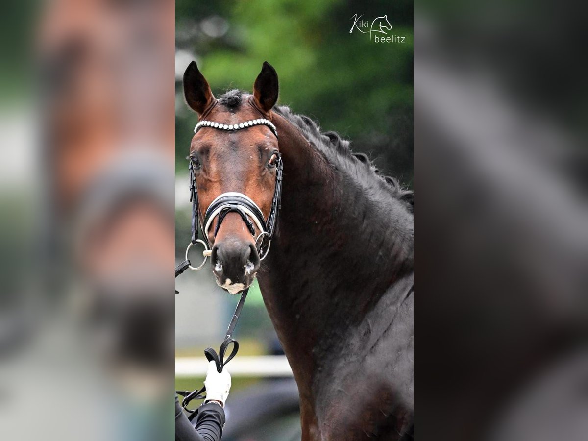 Oldenburger Hengst 6 Jaar 172 cm Bruin in Ritzing