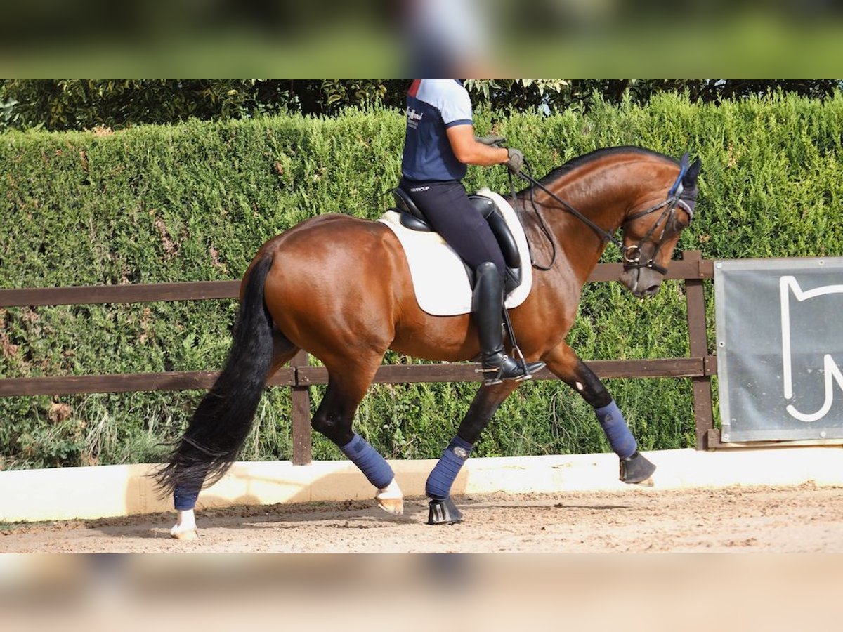 Oldenburger Hengst 7 Jaar 165 cm Roodbruin in NAVAS DEL MADRONO