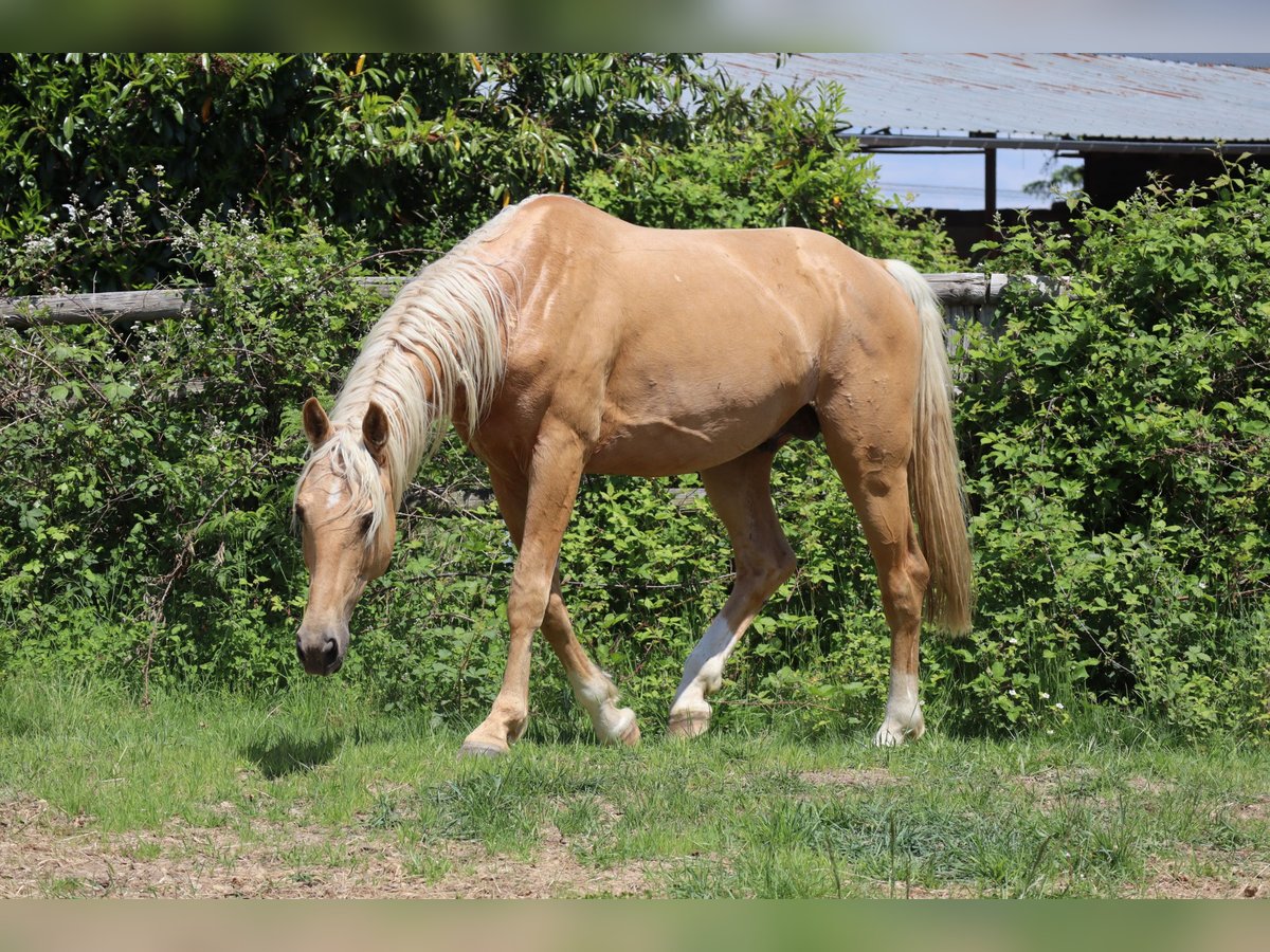 Oldenburger Hengst 7 Jaar 172 cm Palomino in Beaumont pied-de-boeuf