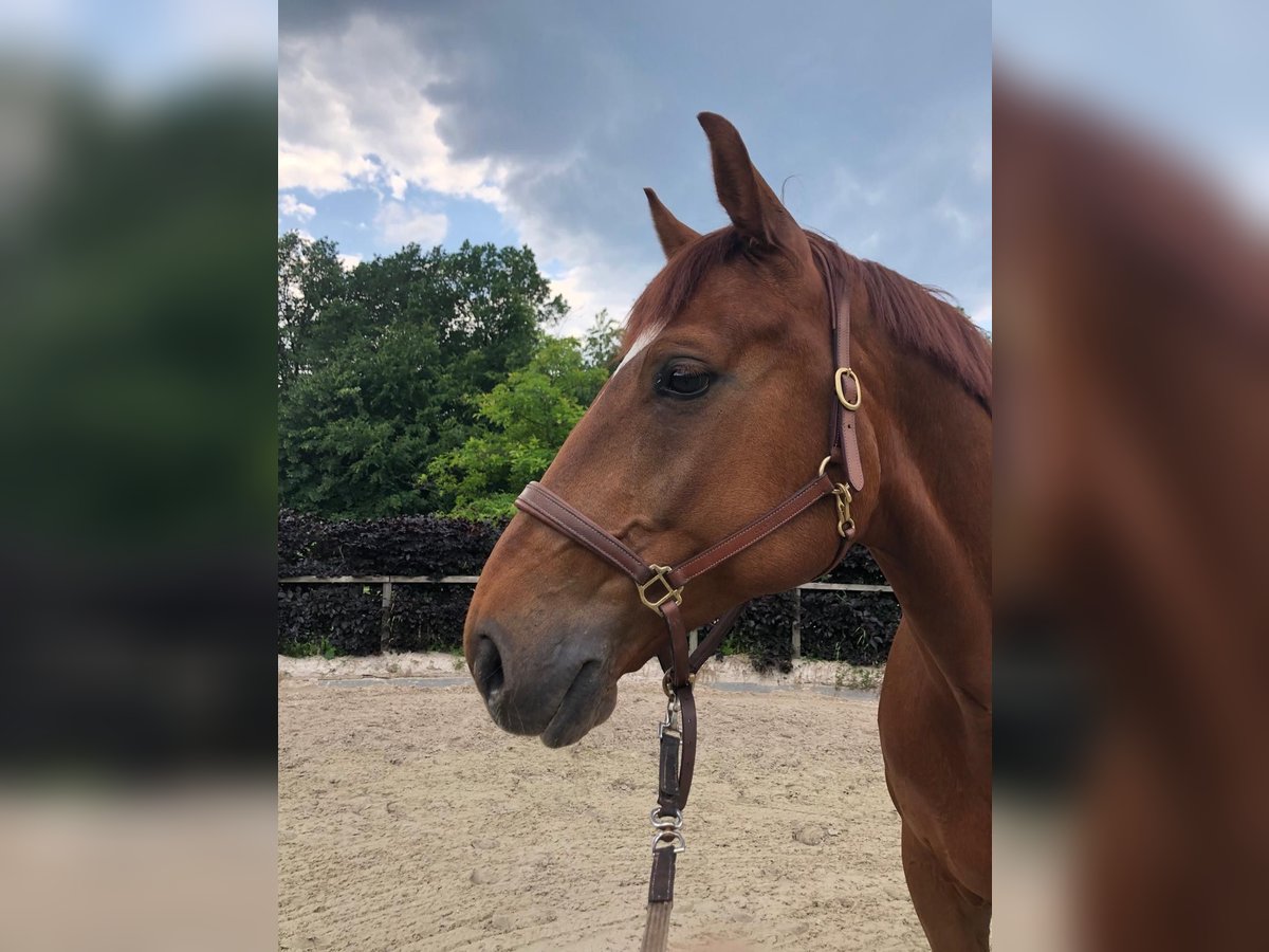 Oldenburger Hengst 9 Jahre 170 cm Fuchs in Solingen Oldenburger Hengst 9 Jahre 170 cm Fuchs in Solingen