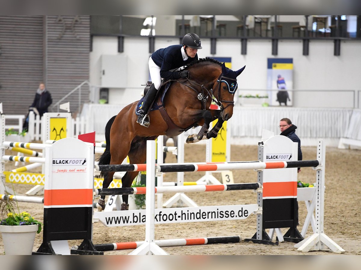 Oldenburger Hengst Bruin in Celle