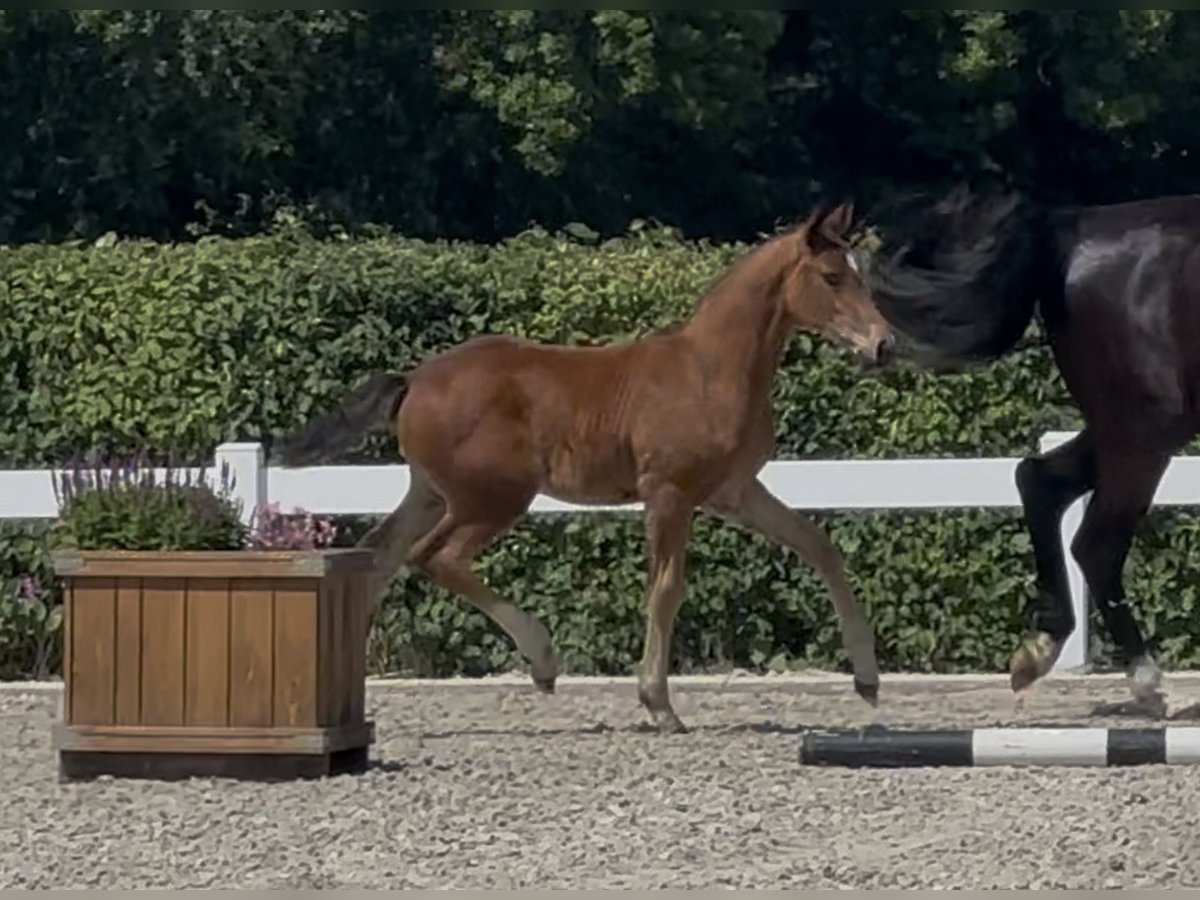 Oldenburger Hengst  168 cm Brauner in Bergen