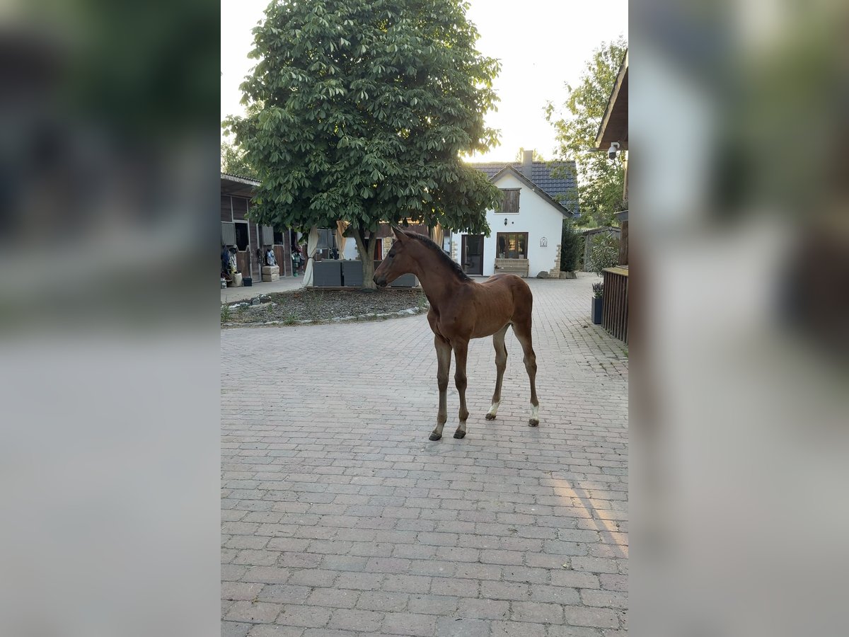 Oldenburger Hengst Fohlen (05/2025) 168 cm Dunkelbrauner in Hemmingen