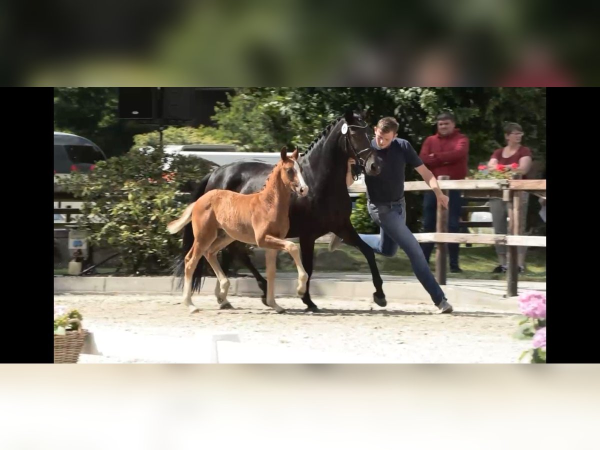 Oldenburger Hengst Fohlen (04/2024) 168 cm Dunkelfuchs in Löningen