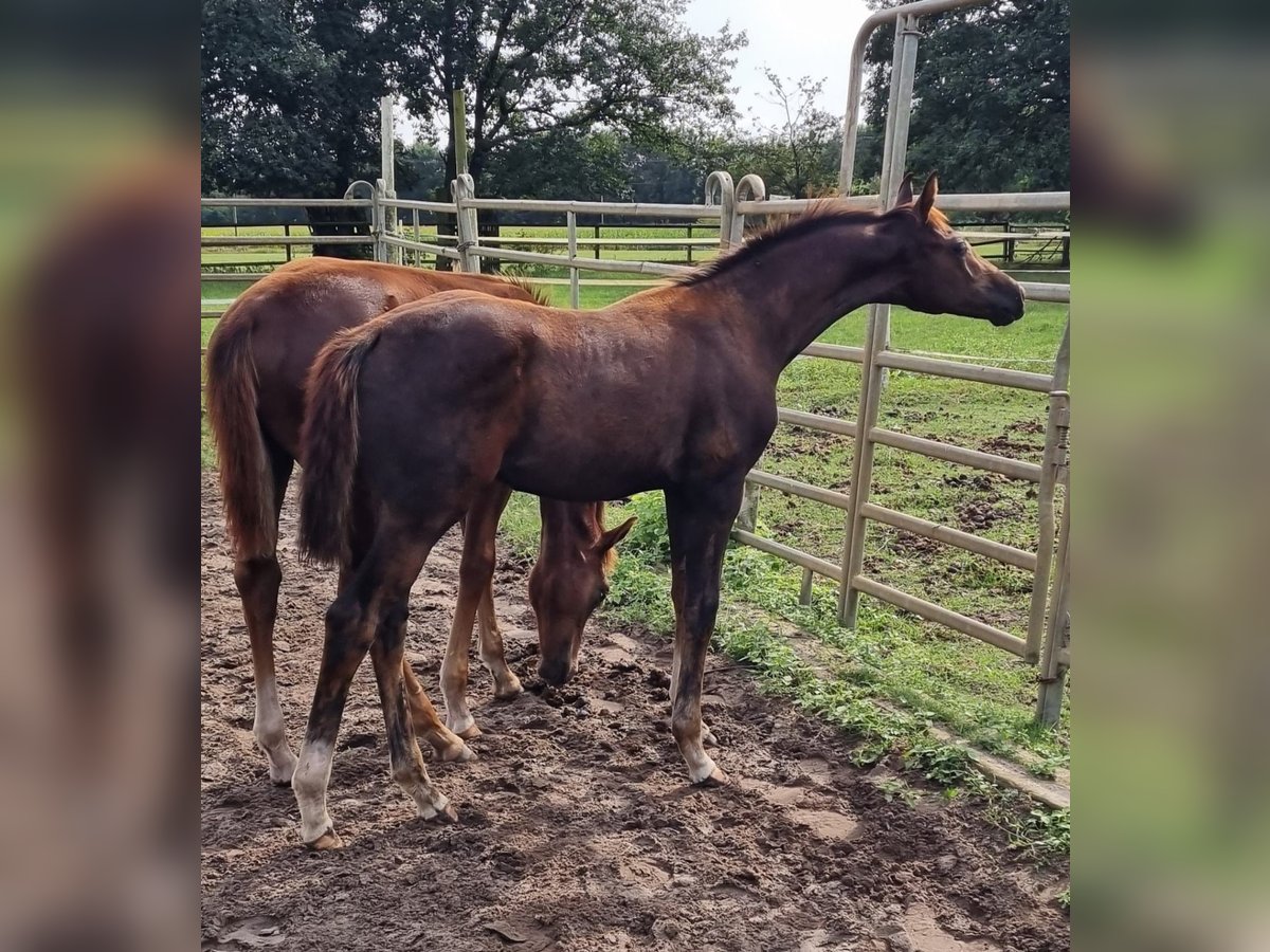 Oldenburger Hengst Fohlen (04/2024) 168 cm Kann Schimmel werden in Eydelstedt