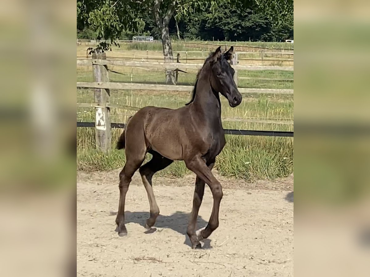 Oldenburger Hengst Fohlen (05/2025) 168 cm Rappe in M&#xF6;nchengladbach