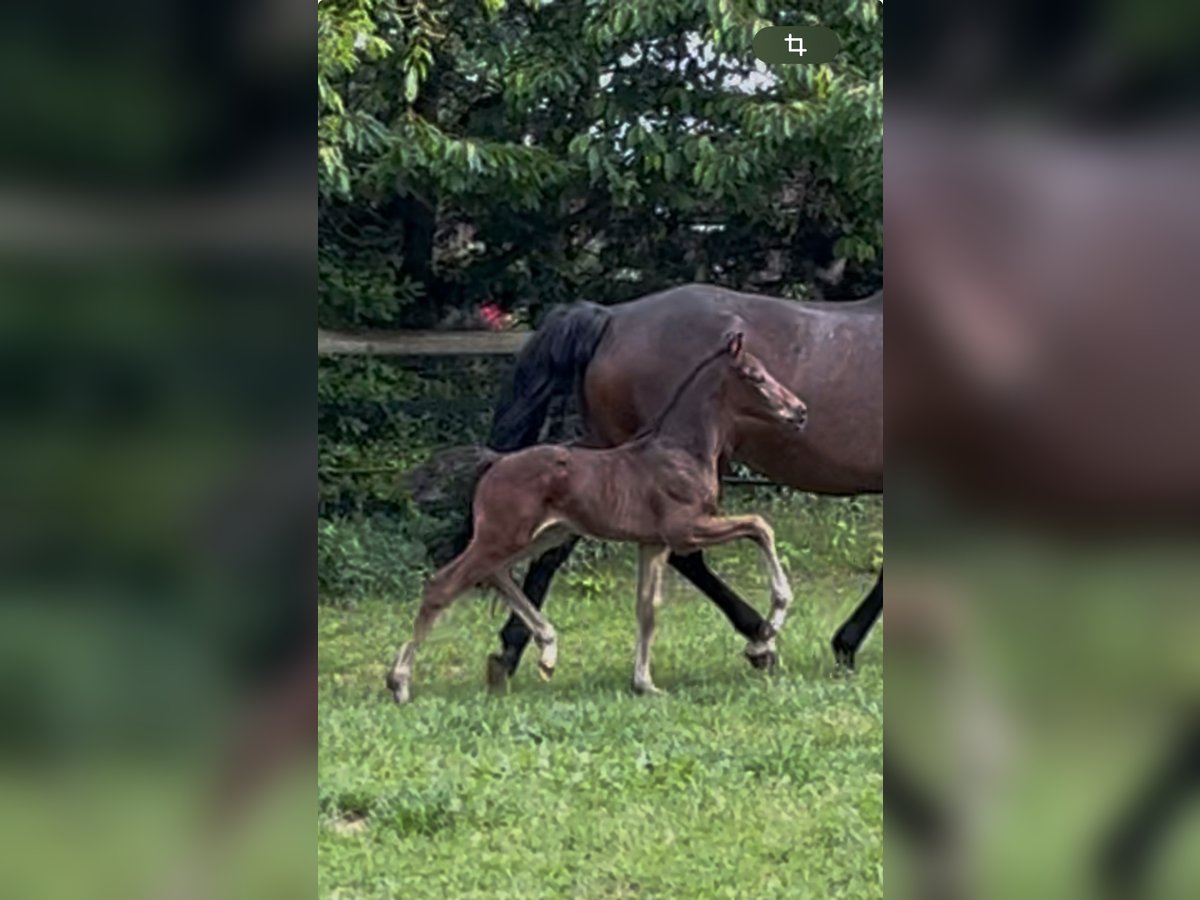 Oldenburger Hengst  170 cm Dunkelbrauner in Werlte