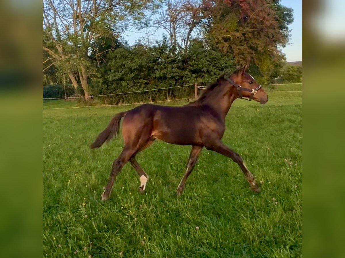 Oldenburger Hengst Fohlen (05/2025) 170 cm Dunkelbrauner in Usedom