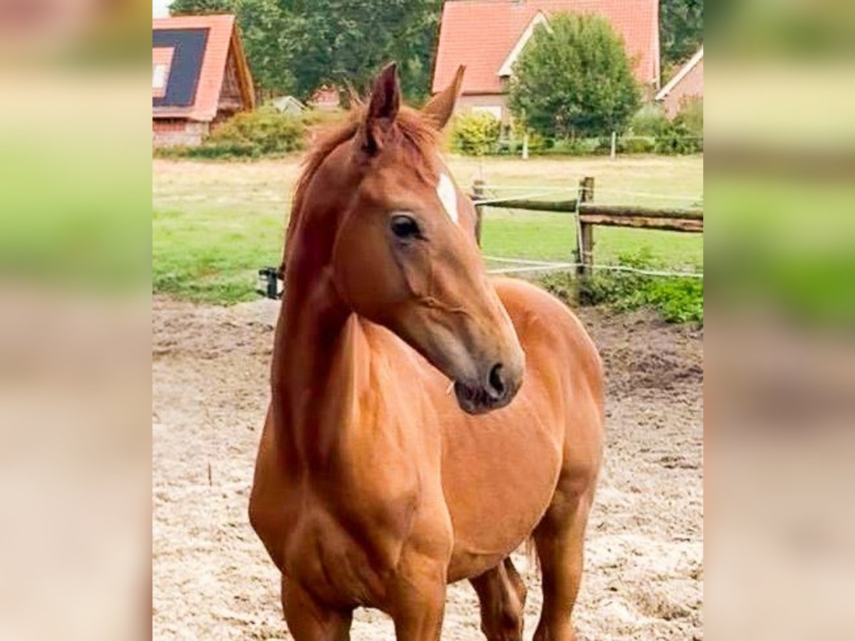 Oldenburger, Hengst in Kirchlinteln