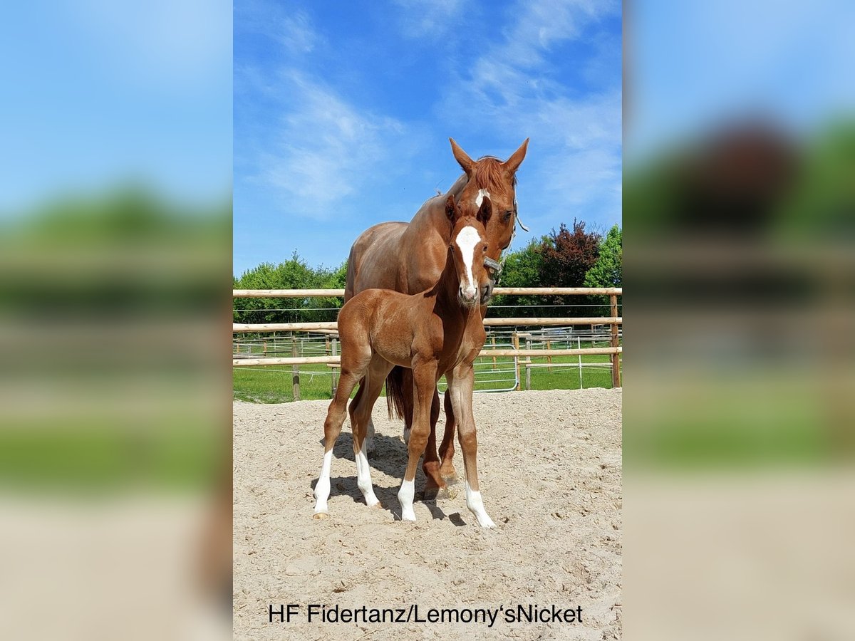 Oldenburger Hengst Fohlen (05/2025) 170 cm Fuchs in Braderup