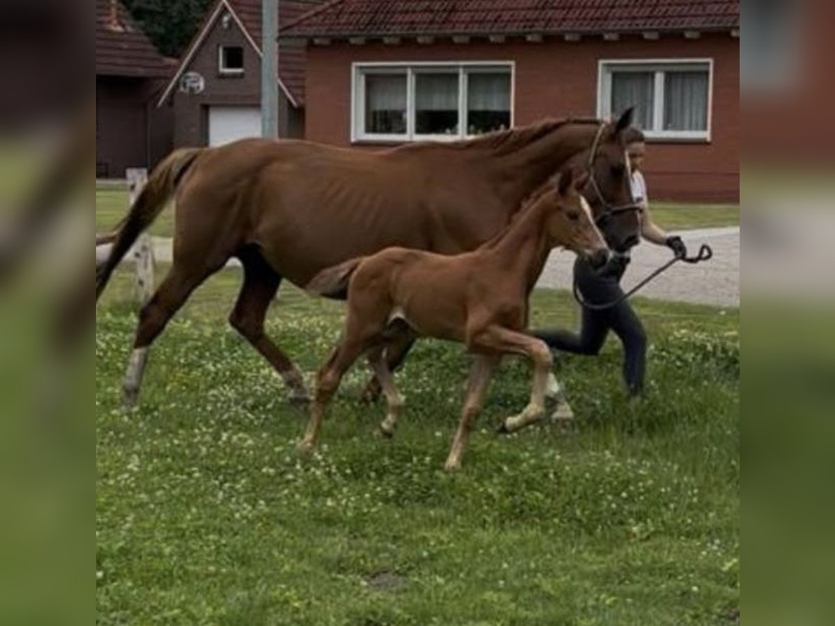 Oldenburger Hengst Fohlen (06/2025) 170 cm Fuchs in Gro&#xDF;efehn Bagband