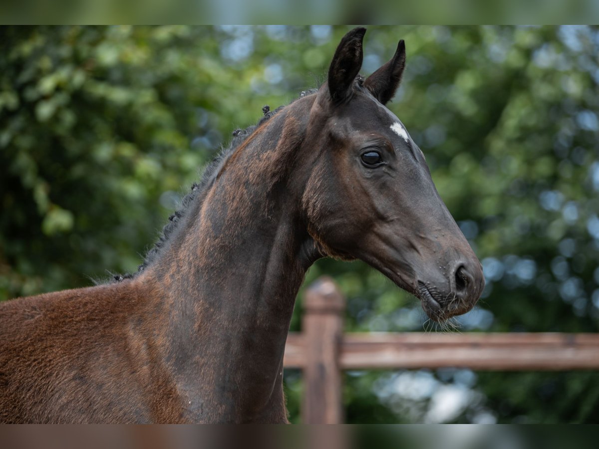 Oldenburger Hengst Fohlen (03/2024) 170 cm Rappe in Blunk