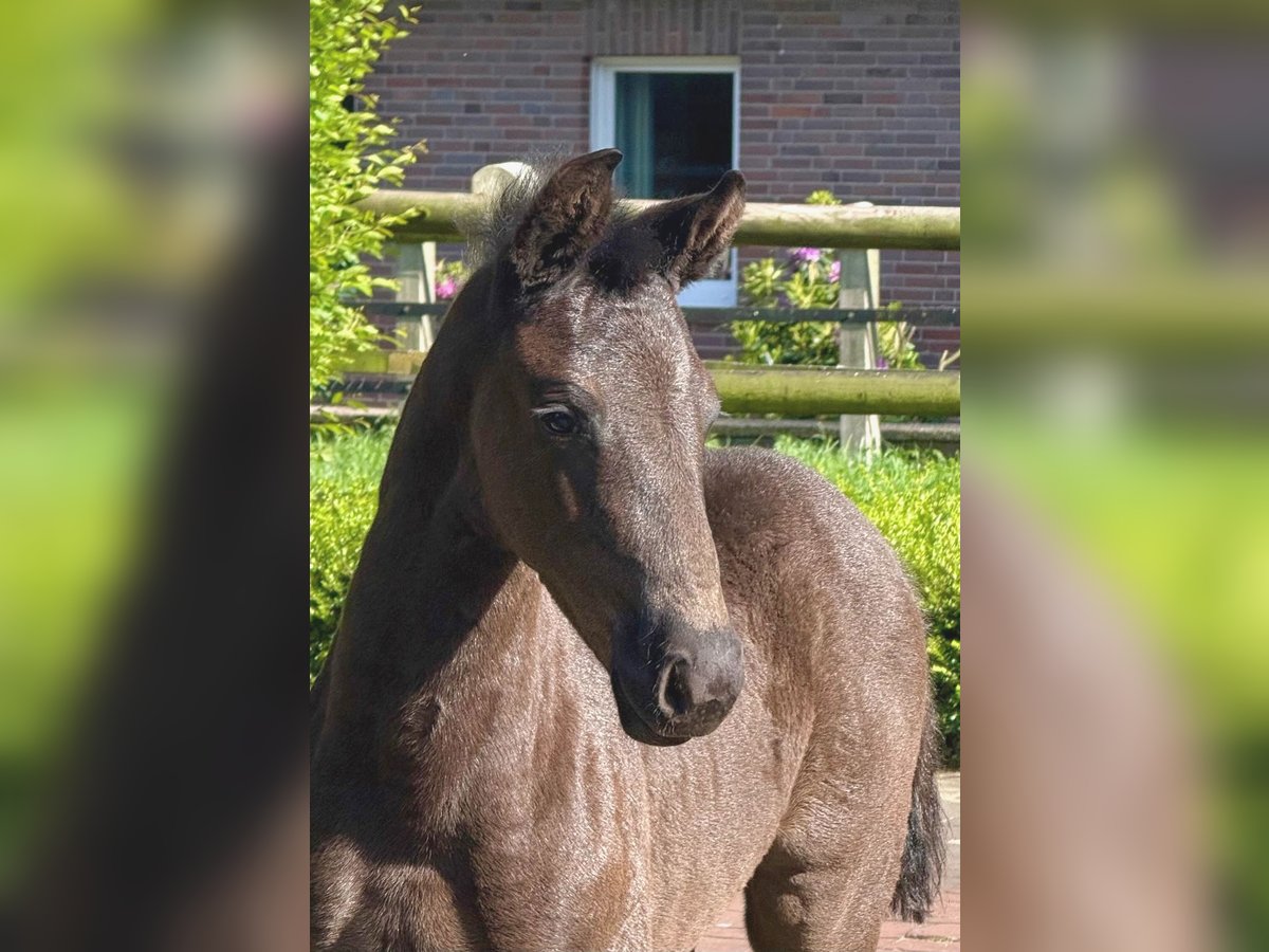 Oldenburger Hengst  170 cm Rappe in Damme