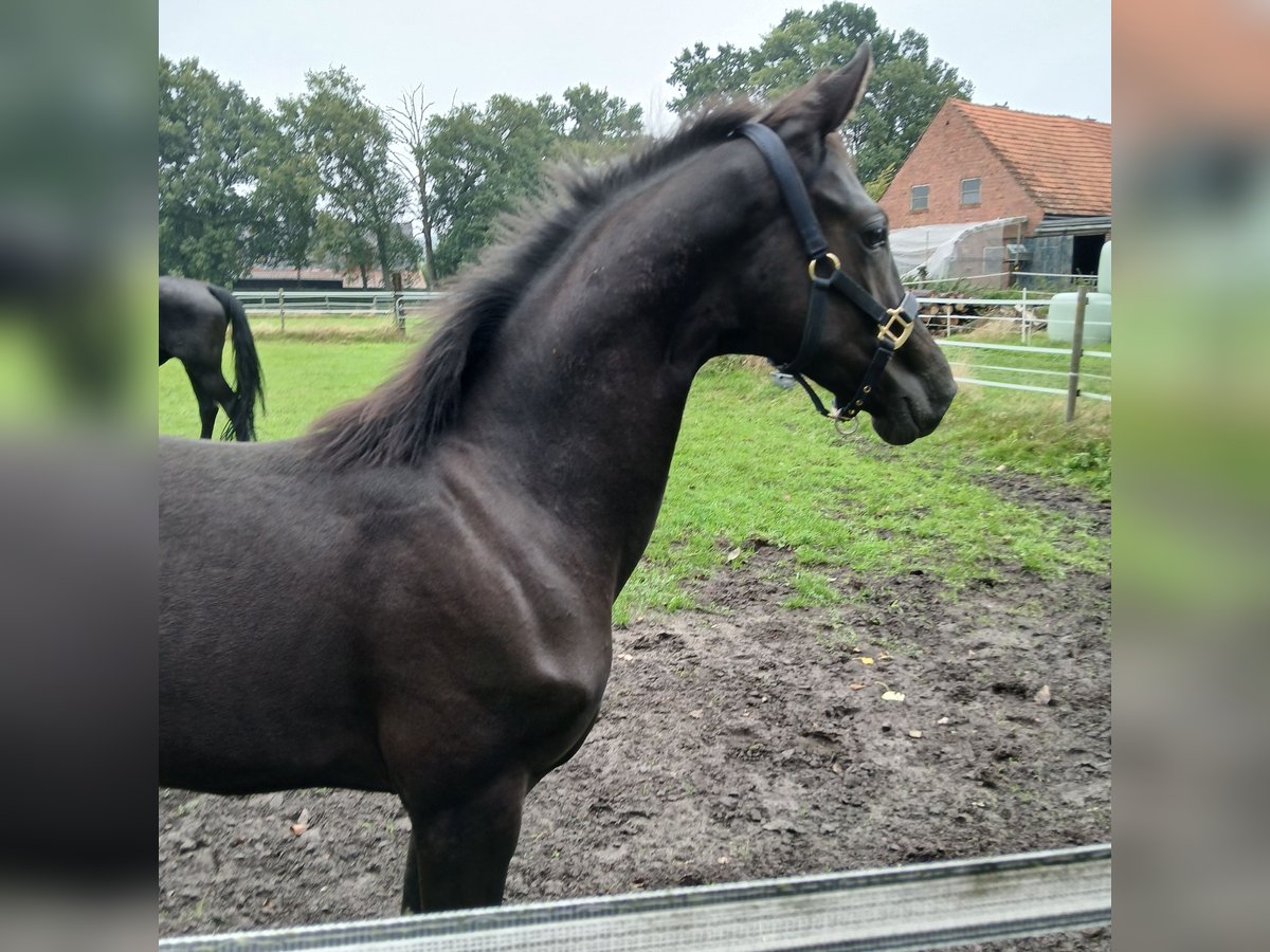 Oldenburger, Hengst in Hörstel