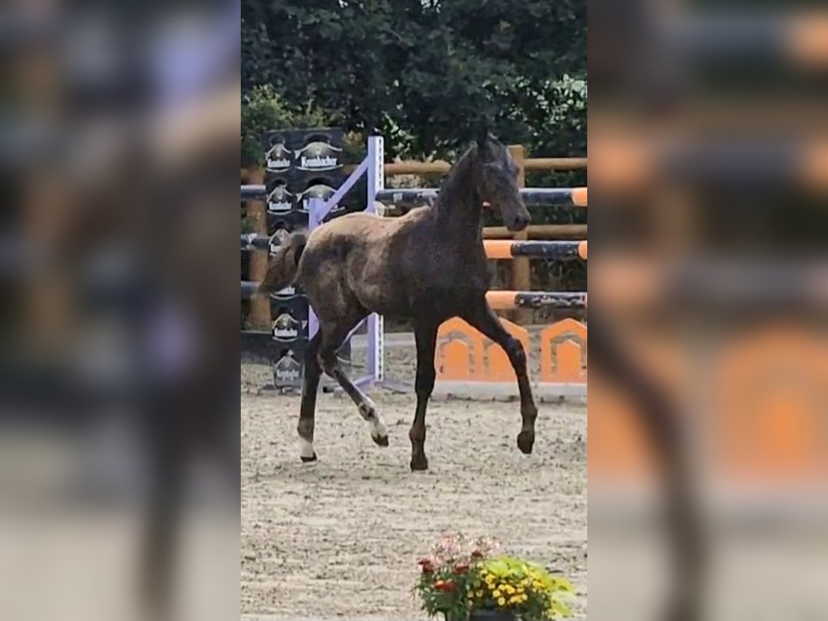 Oldenburger Hengst Fohlen (03/2025) 170 cm Rappe in Wittmund