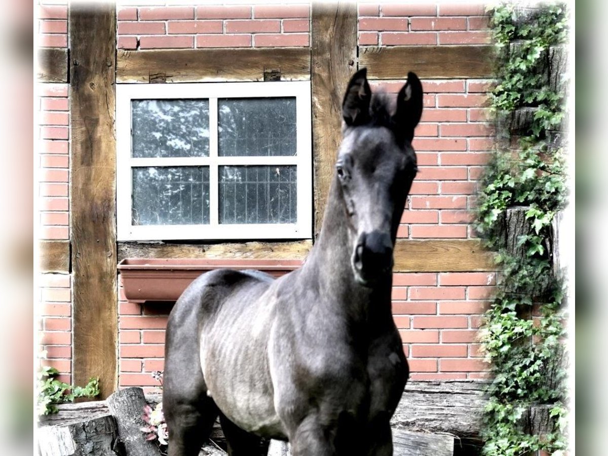 Oldenburger Hengst Fohlen (04/2024) 170 cm Schwarzbrauner in Löningen