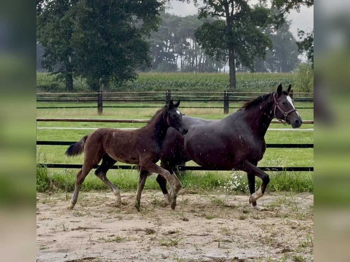 Oldenburger Hengst Fohlen (04/2025) 172 cm Rappe in Damme