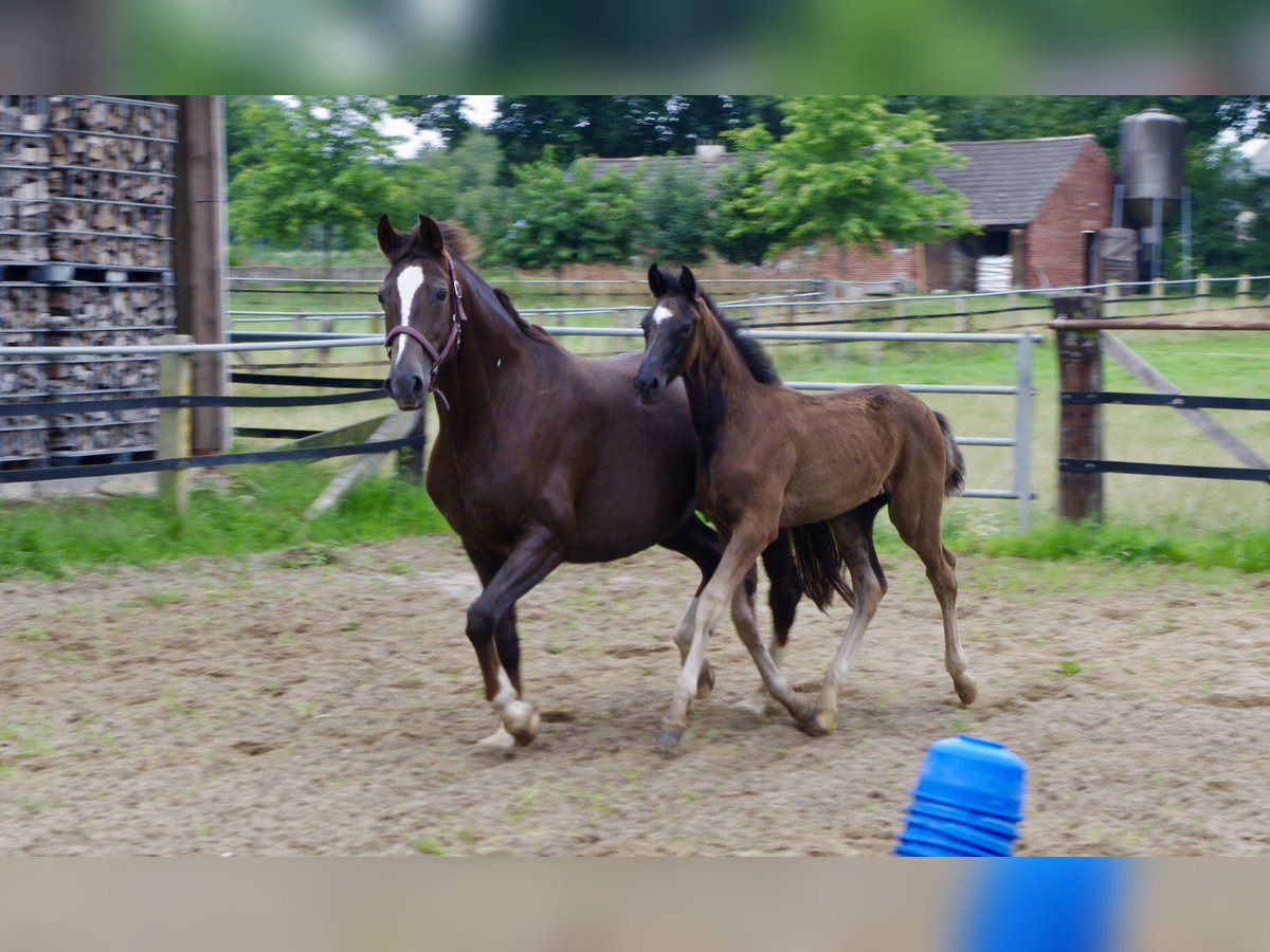 Oldenburger Hengst  172 cm Rappe in Damme