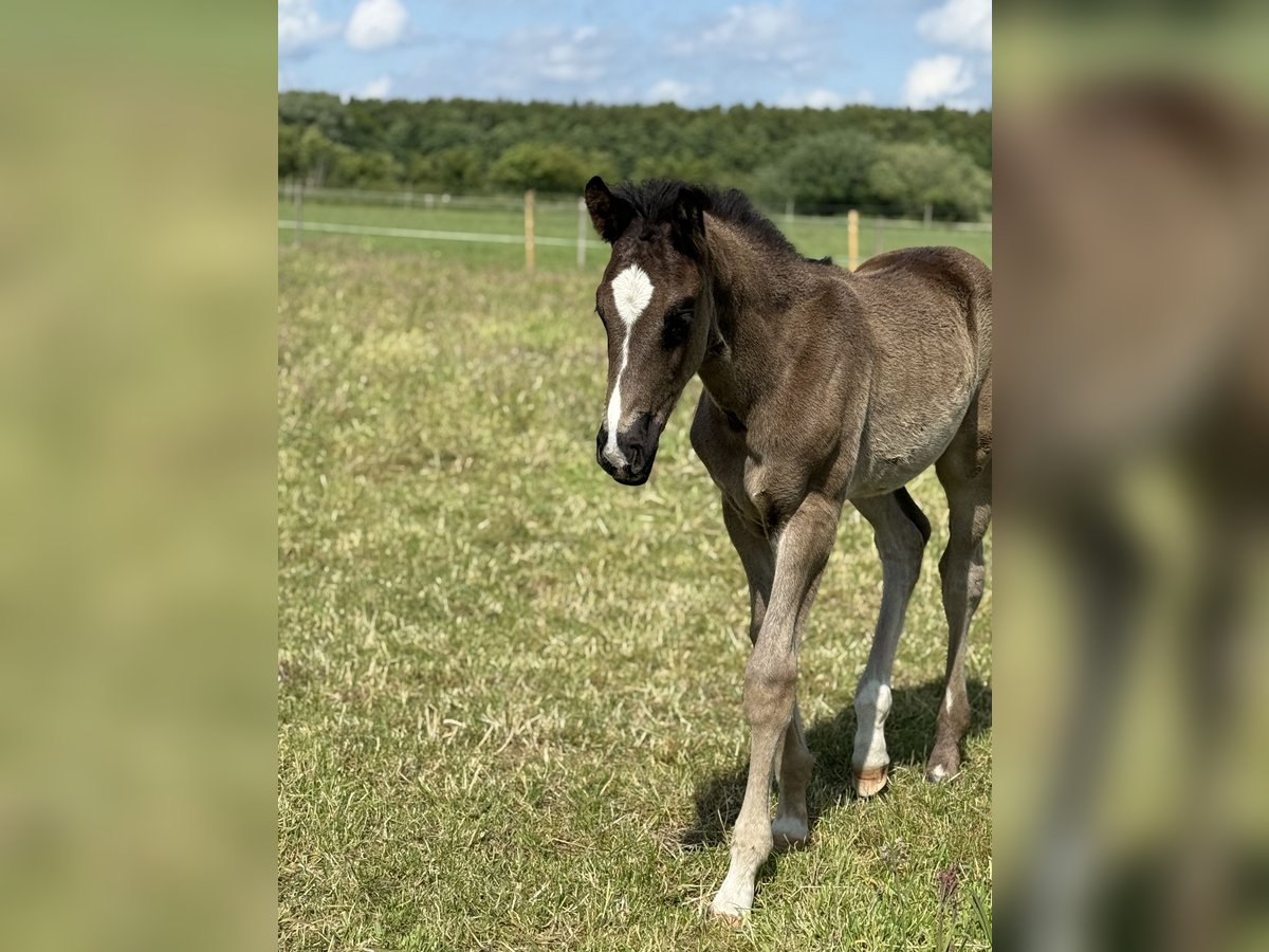 Oldenburger Hengst  172 cm Rappe in Gro&#xDF;efehn